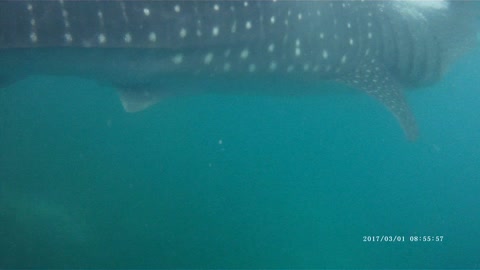 I swam with a whale shark.