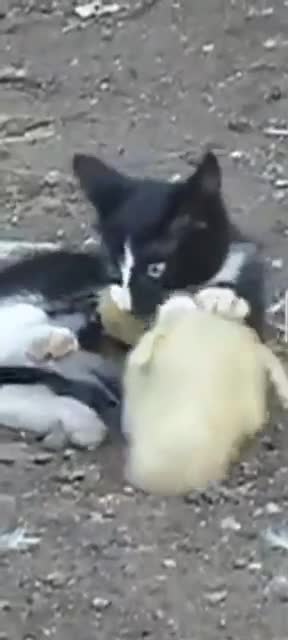 Lucu kucing bermain dengan anak itik