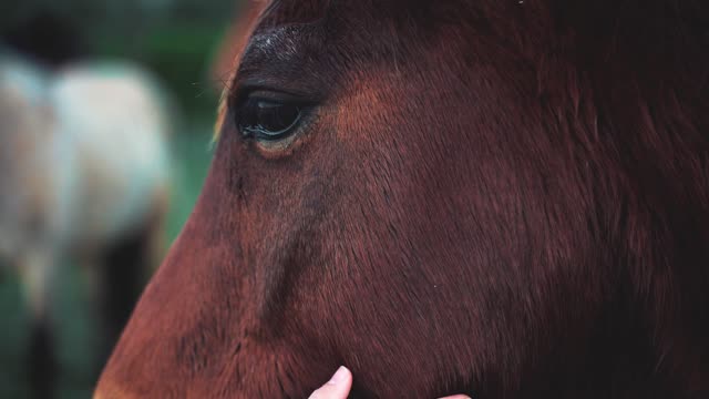 Brown Horse's Head