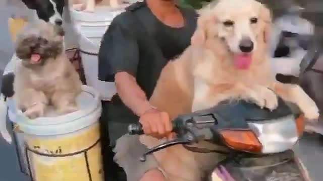 How many dogs does this family have? This motorcycle is overloaded.