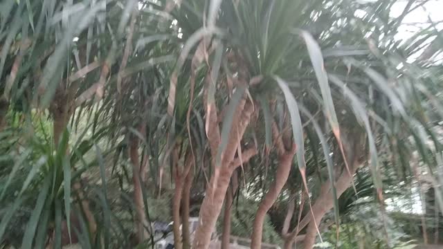 Tropical rainforest plants, artificially grown indoors.