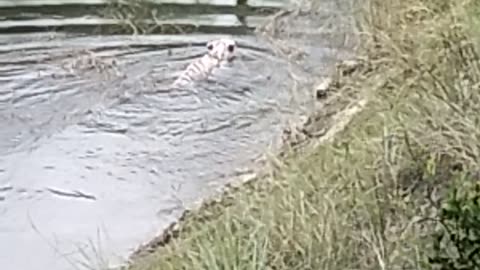 Indian white tiger