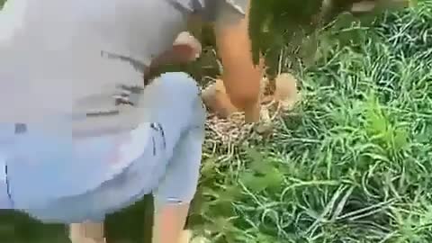 These animals are full of enthusiasm, keep you entertained