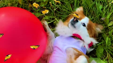 Puppies play with balloon, funny and adorable pets