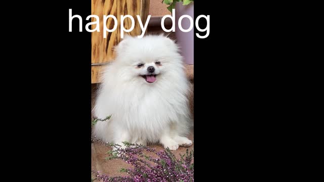 happy dog