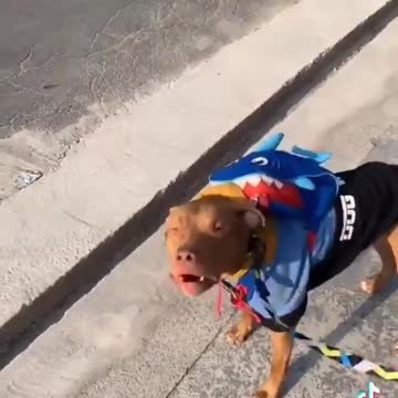 owner takes her dog to play and is barred part 1