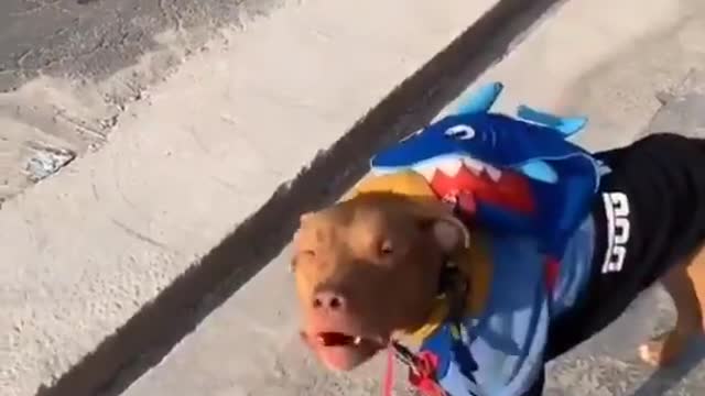 owner takes her dog to play and is barred part 1