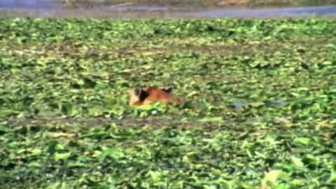 Tiger vs Crocodile. Animal Fight