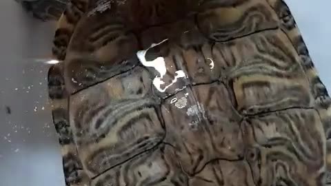 cute Turtle hunting video