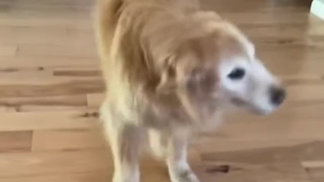 Get it🕺#dog