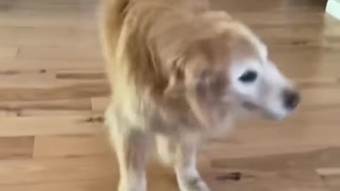 Get it🕺#dog