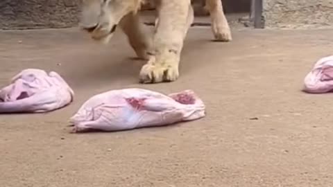 Delicious food to all animals, the temptation is very big