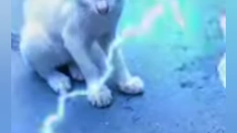 Cute cats ,Domino car!, Funny cute cats , best cat