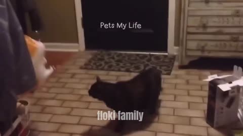 🤣Very cute and funny🤣🥰 cats and animals 🤣🥰🥰