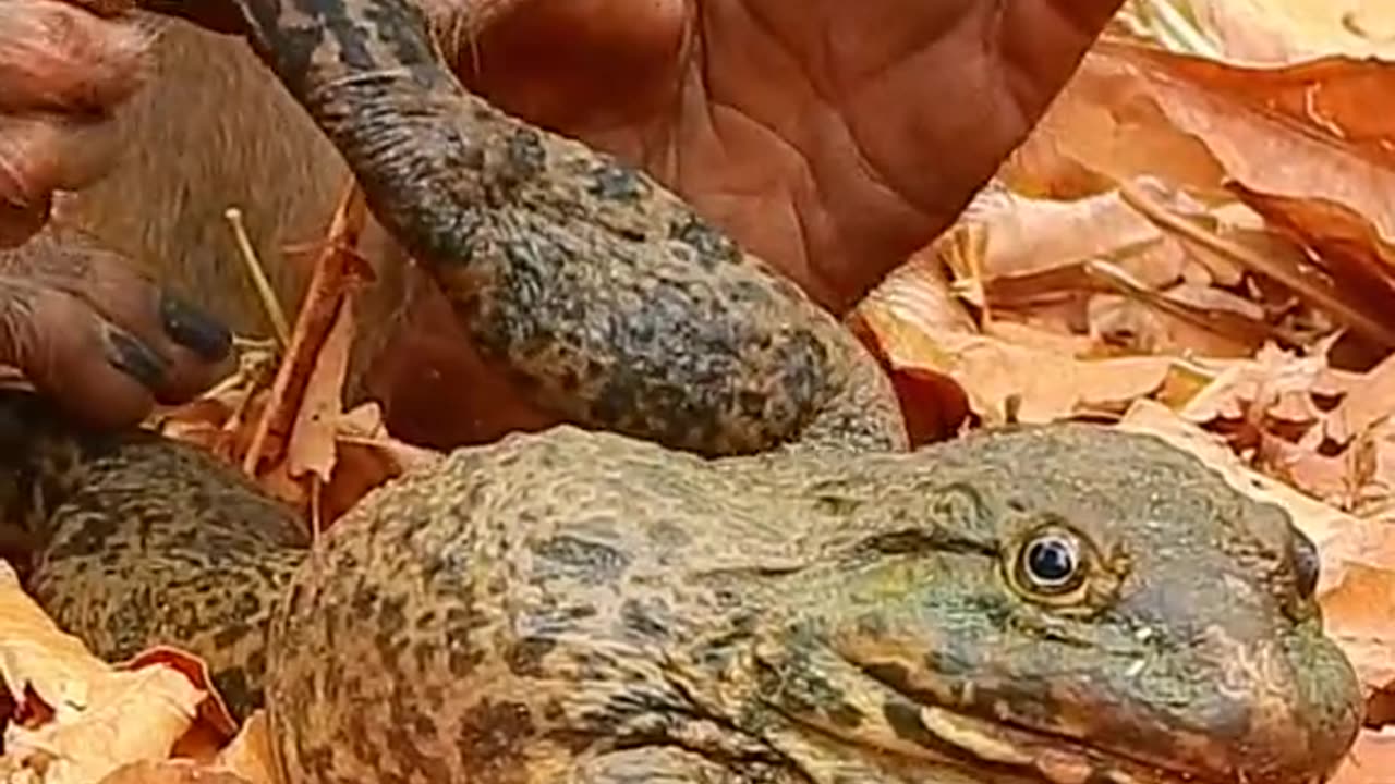 #Useful#Beautiful#Funny #Funny video#laugh# interesting#video#short video#short#short cut