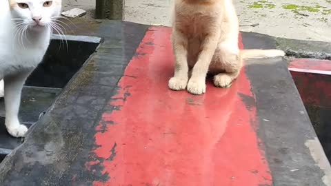 i Love my cats funny cats video 2021