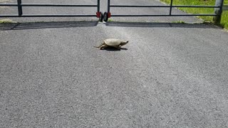 Turtle crossing