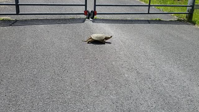 Turtle crossing