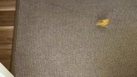 The duckling runs so fast