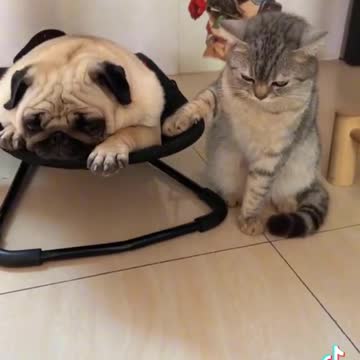 Dog and cat tiktok funy video