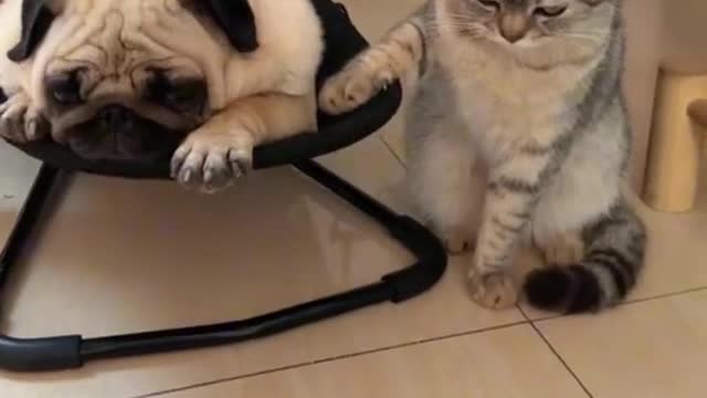 Dog and cat tiktok funy video