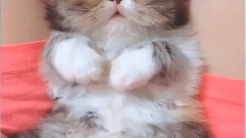 Cute Pets And Funny ٫Animals