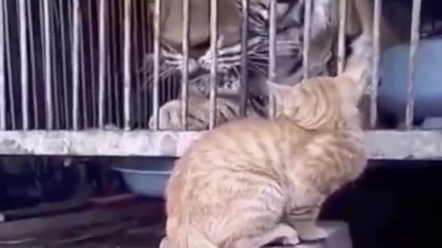 funny cats 🐱- don't try to stop laughing 😂 - funniest cat ever