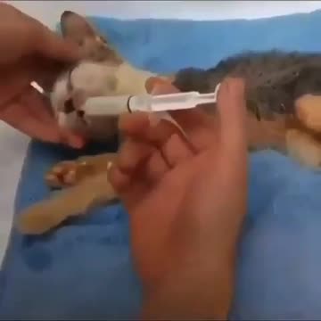 The cat was died, Kitten,Cat, Lovely cat