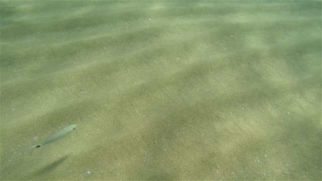 Sea Bed Sand Seen In Shallow Waters - Footage By peakring.com