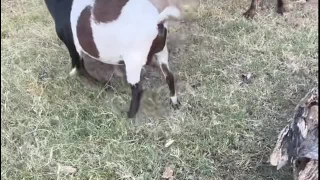 The sheep are sharpening their horns with tree stumps