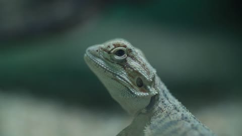 Bearded Dragon Portrait on the background of nature