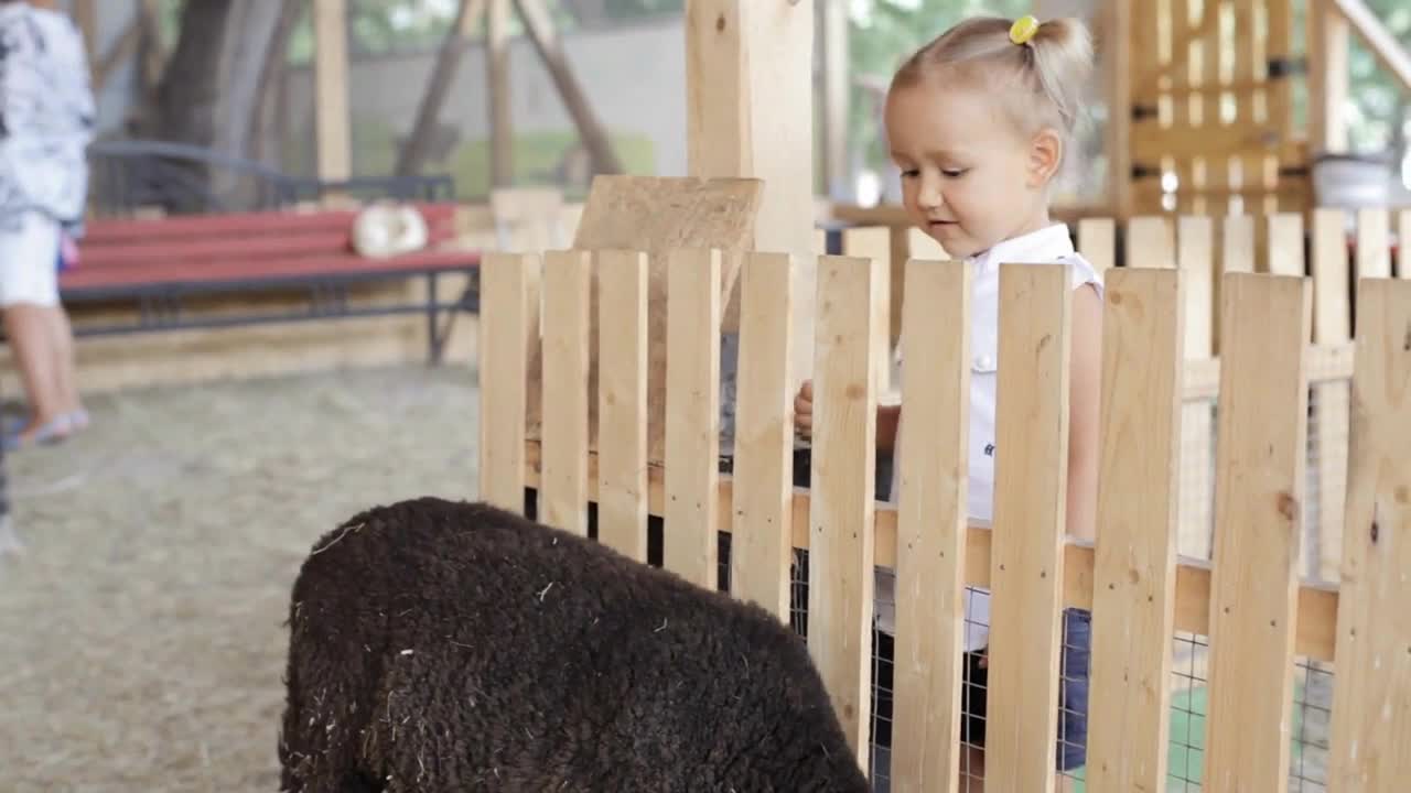 Cute baby girl feeding sheep from her hands