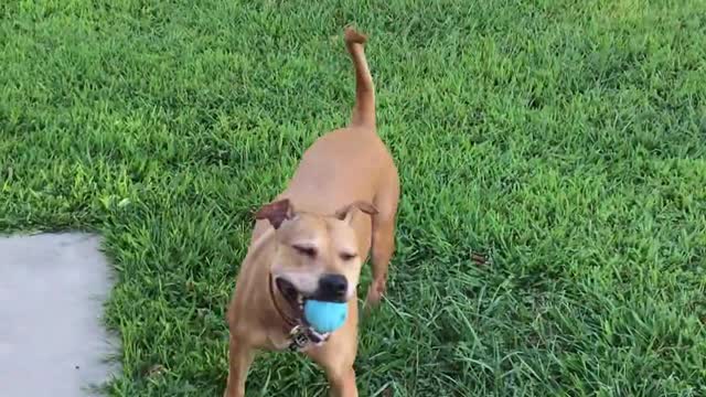 Cute Dogs Playing Fetch!!!