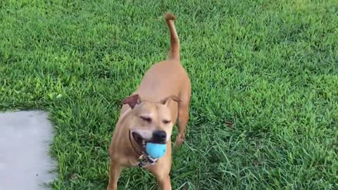 Cute Dogs Playing Fetch!!!