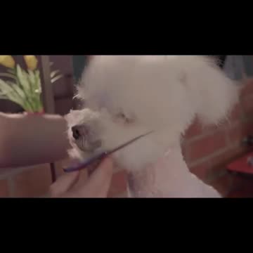 Cute kitten licks its paw and yawns like a baby