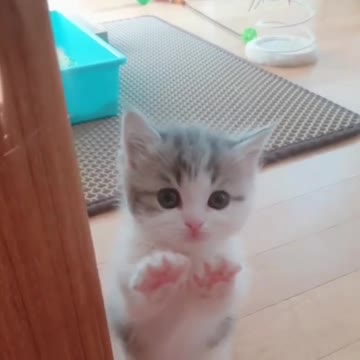 OMG So Cute Cat Video ❤ #cat #shorts