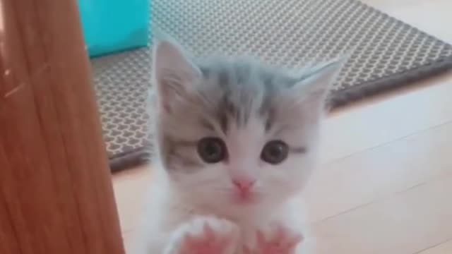 OMG So Cute Cat Video ❤ #cat #shorts