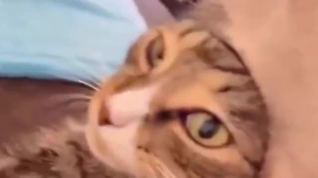 Cat: Today is also a day of debt