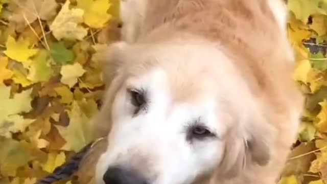 HAPPY DOG▐ TIKTOK sad