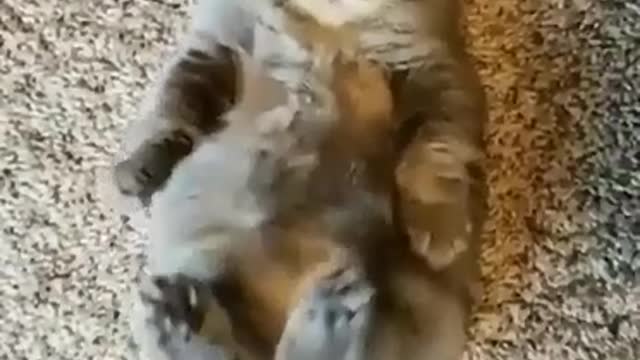 Funny Cats and Kittens Meowing Compilation 2021