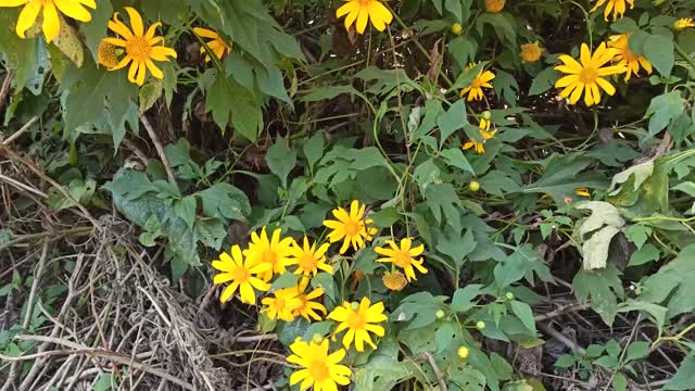 Beautiful Nature Yellow Flower