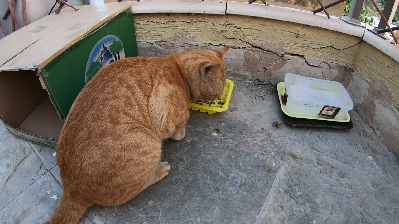 Homeless cats in UAE, Ras Al Khaimah: MICHAEL JACKSON & ED SHEERAN #cats #MichaelJackson #EdSheeran