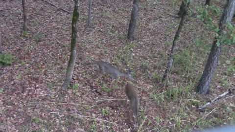 Georgia WMA Gun Hunt | Success!