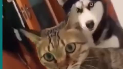 Try not to laugh Cat and Dog funny fighting