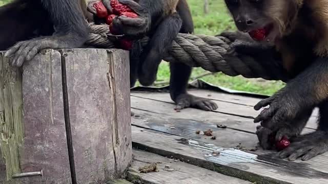 Monkeys eat strawberries