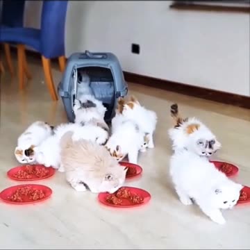 Cat videos | Fanny cat video | Pet video | kittycat videos |