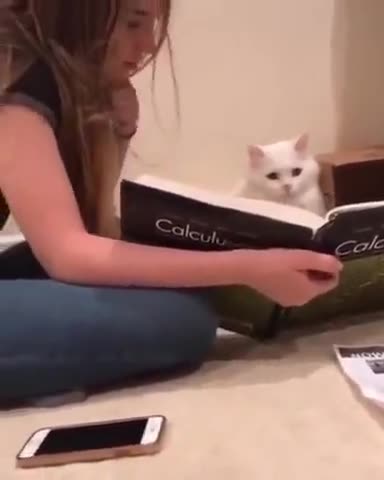 Cat Reading Calculus #funnyanimals