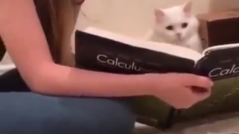 Cat Reading Calculus #funnyanimals