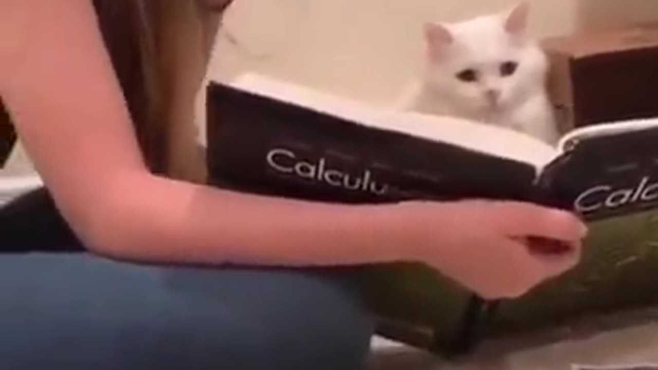 Cat Reading Calculus #funnyanimals