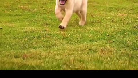 A dog running on the grass